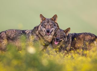 Resposta à extinção de espécies pode estar na ecologia histórica