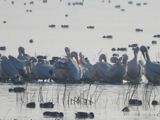 Restauraci&oacute;n del ecosistema lacustre: retorno del Pel&iacute;cano Blanco tras 15 a&ntilde;os de ausencia en el Lago de Texcoco