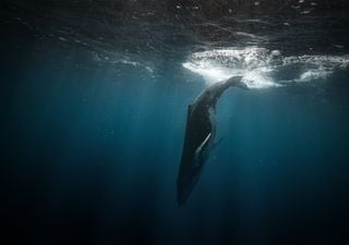 Excrementos de ballenas para salvar la Tierra, ¡increíble pero cierto!