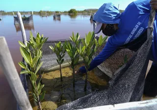 Restaurar manglares de México protege las costas y almacena carbono