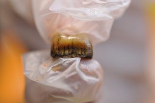 Identifican restos neandertales de hace más de 50.000 años en la Cova Simanya, en Barcelona