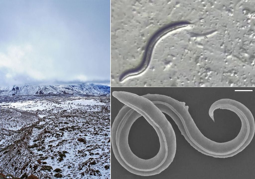 Una nuova specie di nematode trovata nel permafrost siberiano è stata "rianimata" dopo 46.000 anni dalla sua esistenza.