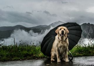 Resumen del otoño, pronóstico del invierno