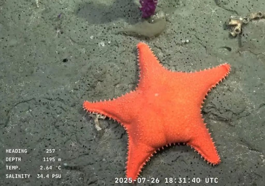 Resumen del streaming del CONICET al cañón submarino Mar del Plata, y la fecha para ¡la nueva expedición en Argentina!