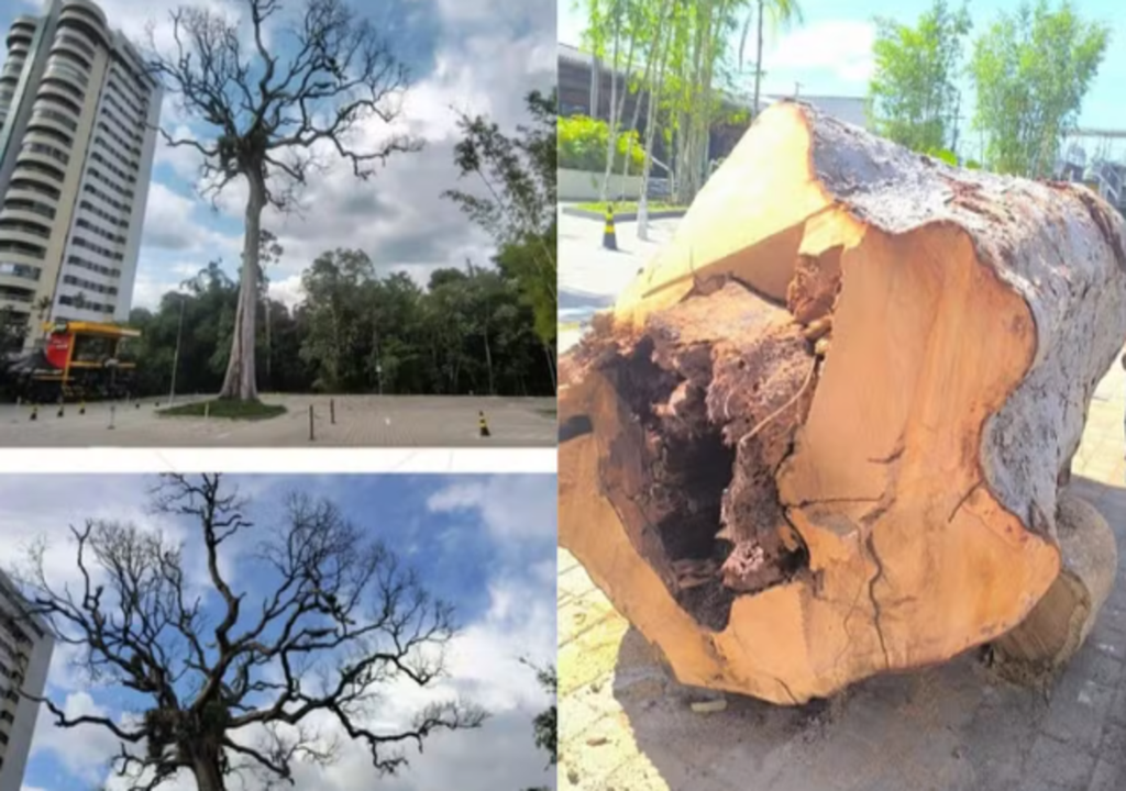 Manaus enfrenta polêmica com o corte de árvore em área nobre.