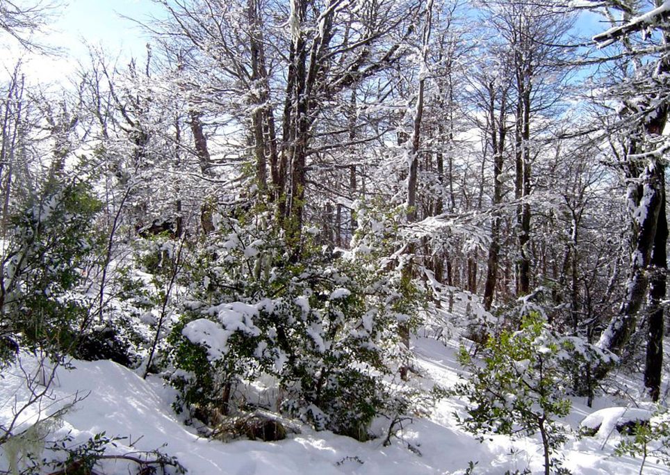 Nieve México Nieve México