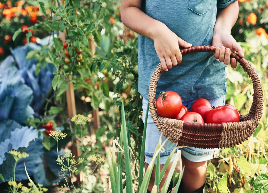 C'est la chaleur qui va permettre aux tomates de se développer et rougir !