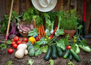 Retour d'une météo plus humide voire orageuse : que faire dans son potager ?
