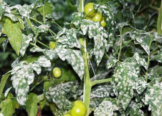 Retour de la chaleur annoncée en France : comment faire pour garder un beau potager ? 
