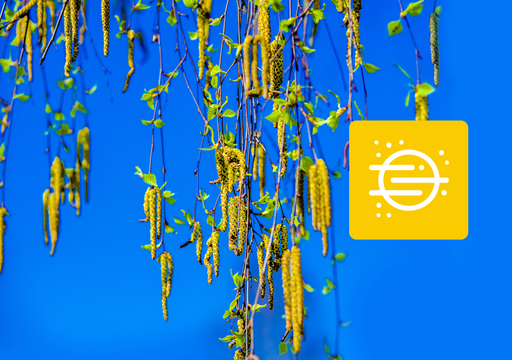 Retour de la pluie : encore des pollens ? Que faire pour son potager : patienter ou avancer ?