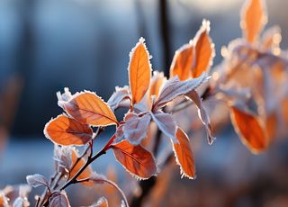 Retour des gelées en France ! À quoi s'attendre ? Allez-vous être concernés par ce froid ? Découvrez les prévisions