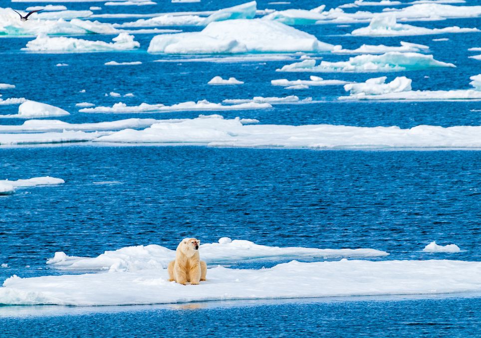 oso polar, calentamiento global