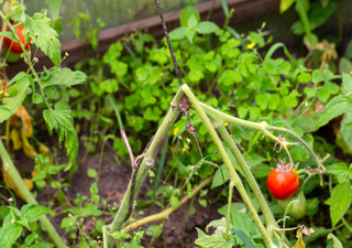 Rette deine beschädigte Tomatenpflanze: Das Geheimnis, jeden Stängel zu schützen und zu retten 