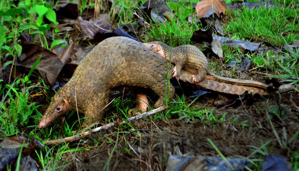 Pangoline bekommen nur ein Junges pro Jahr, das sie in den ersten Lebensmonaten auf dem Schwanzende herumtragen. Hier ein philippinisches Schuppentier mit seinem Jungen in den Wäldern von Palawan. Pangoline bekommen nur ein Junges pro Jahr, das sie in den ersten Lebensmonaten auf dem Schwanzende herumtragen. Hier ein philippinisches Schuppentier mit seinem Jungen in den Wäldern von Palawan. Bild: Gregg Yan/Wikimedia Commons/CC BY-SA 4.0