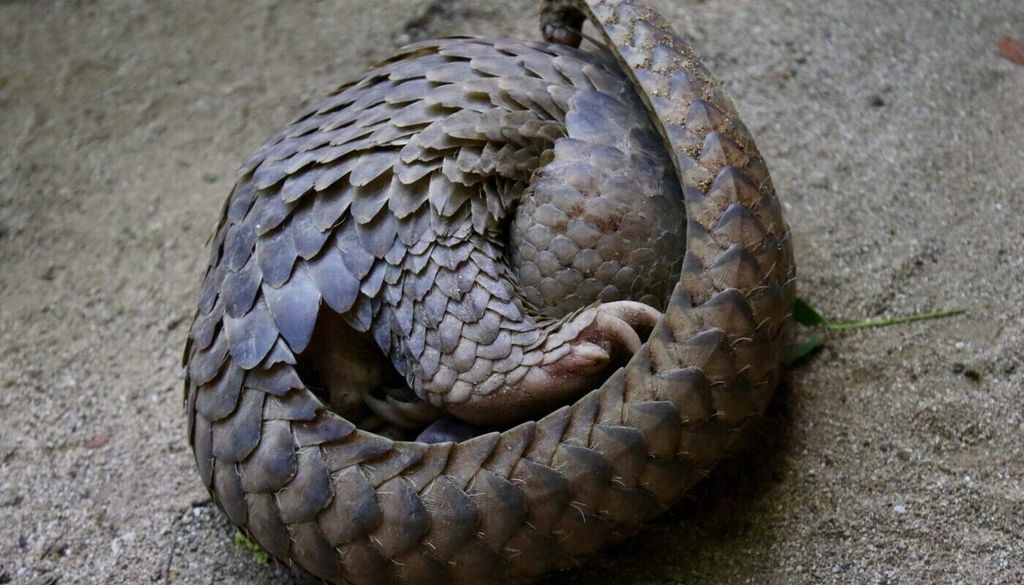 Der Name Pangolin leitet sich vom malaiischen Wort „pëngulin“ ab , was soviel wie „Rolle“ bedeutet. Der Name Pangolin leitet sich vom malaiischen Wort „pëngulin“ ab , was soviel wie „Rolle“ bedeutet. Bild: IUCN SSC Pangolin Specialist Group