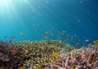 Return of the reef: Restored coral reefs grown just as fast healthy reefs