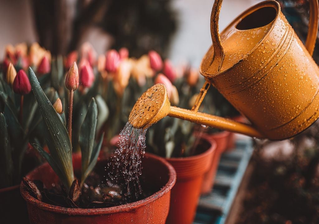 plantas Reutilizar el agua de cocción es una forma sencilla de reducir el desperdicio doméstico y aprovechar mejor los recursos de la cocina.