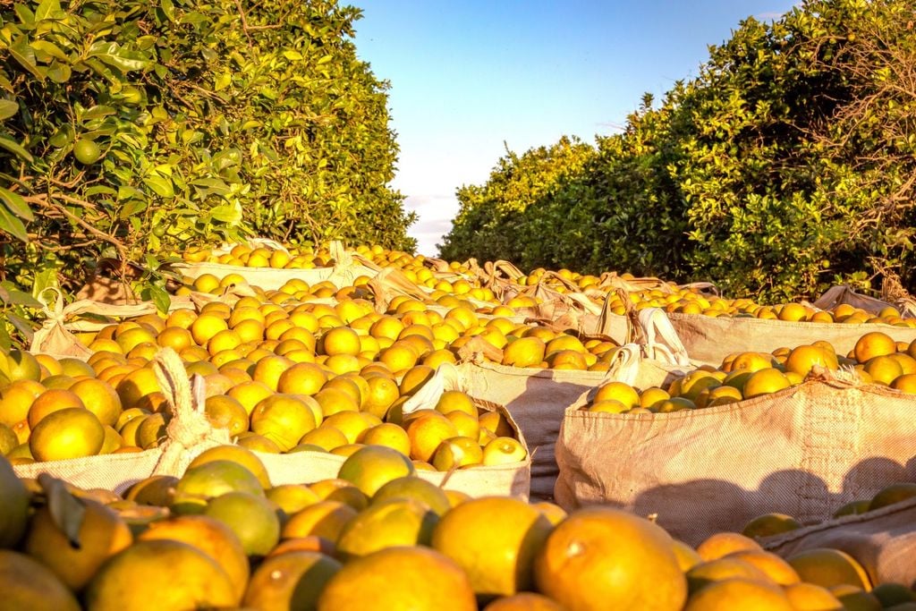 Brasil, laranja