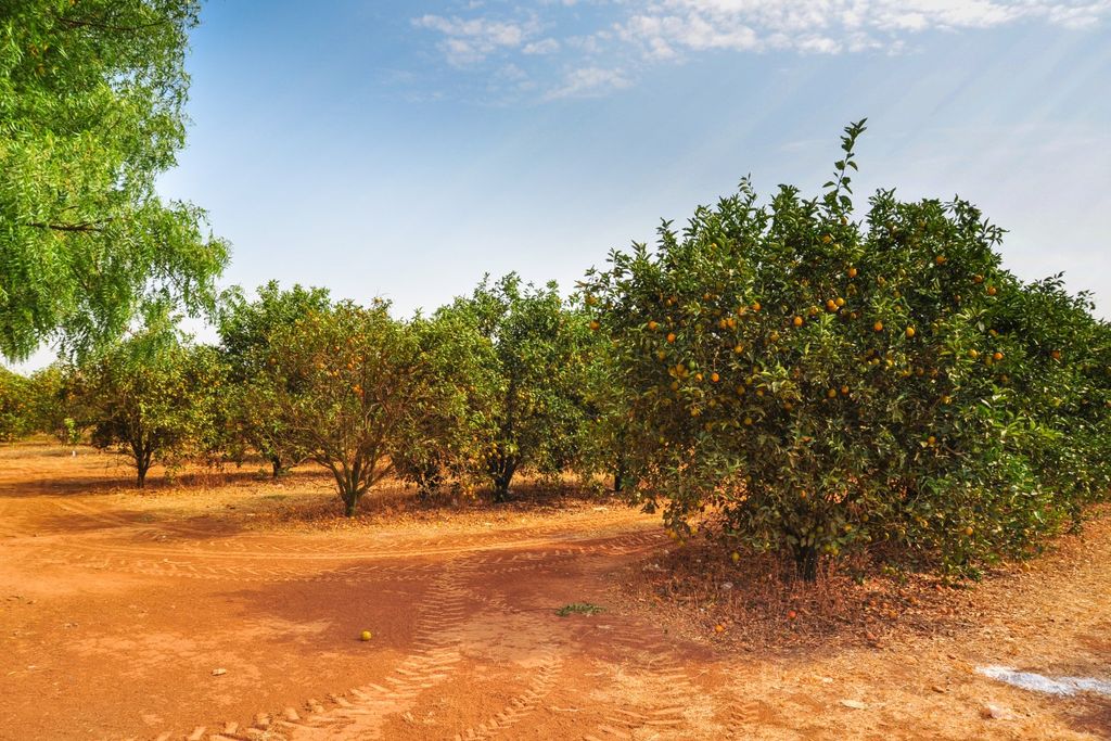 Brasil, safra, laranja