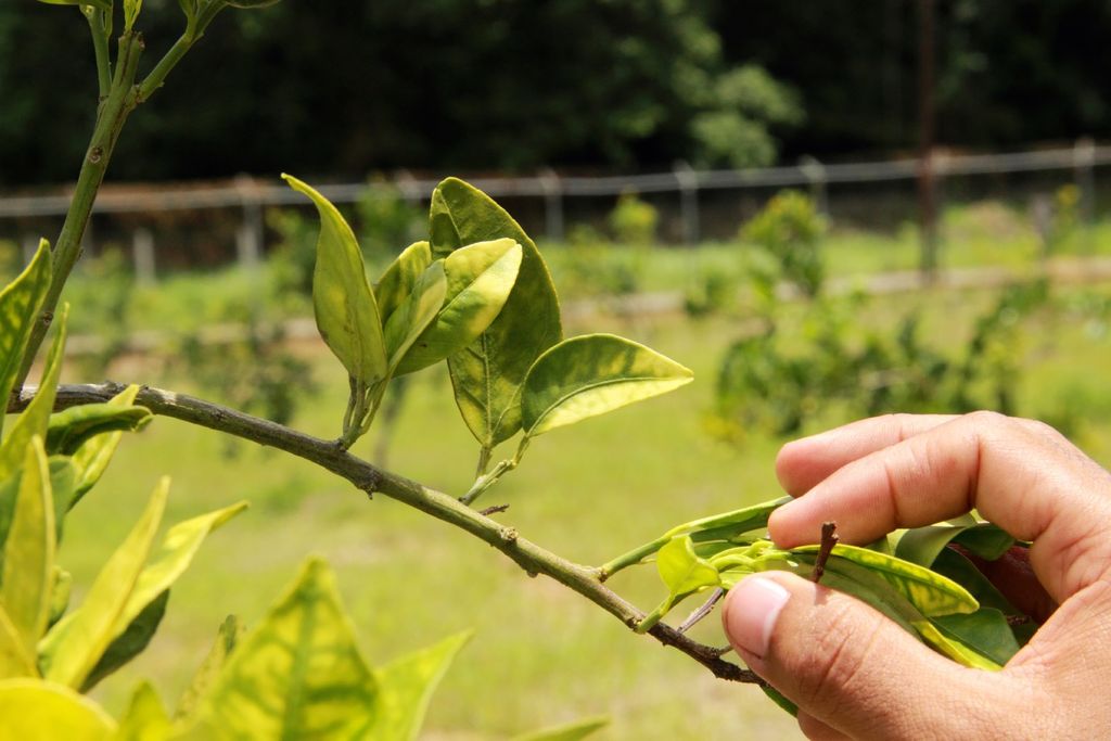 HLB, greening, diaphorina citri