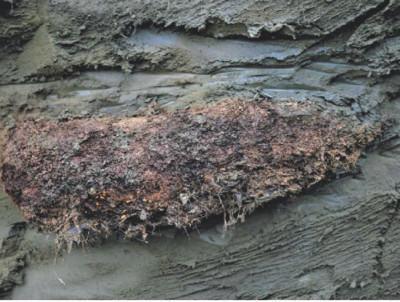 A worm frozen for 46,000 years is revived: The discovery that surprises science