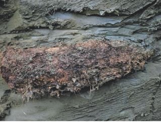 A worm frozen for 46,000 years is revived: The discovery that surprises science