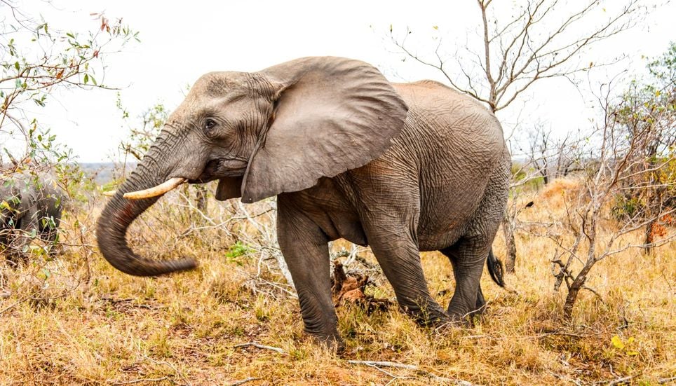 Non, le mammouth n'est pas l'ancêtre de l'éléphant, mais son cousin