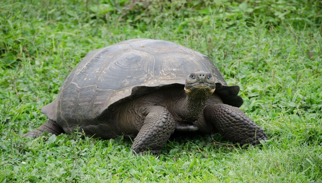 La tortue des Galapagos pourrait-elle subir le même sort ?