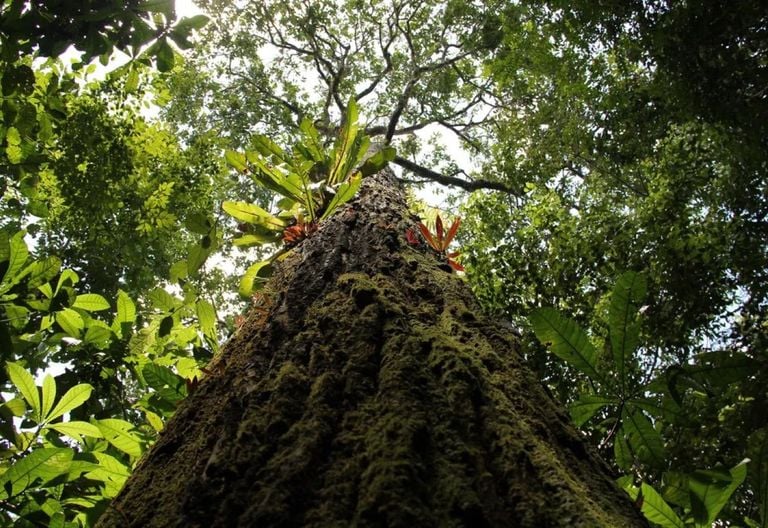 Revolução no mapeamento florestal com drones e inteligência artificial