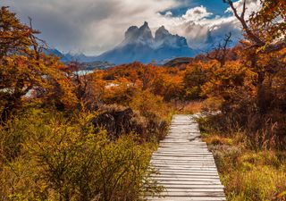 Revolución gastronómica argentina: los científicos del CONICET descubren 3 superalimentos que estaban a simple vista