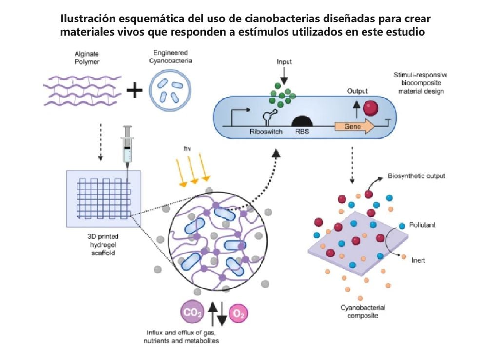 Illustration schématique de l'utilisation de cianobactéries ingénierisées pour créer des matériaux vivants réactifs aux stimuli utilisés dans cette étude. Crédits : Debika Datta et al.