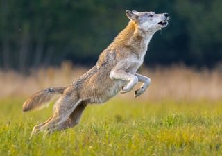 Rewilding debate in Poland and Germany: Wolves and elk “mostly” welcome back in Oder Delta, survey shows