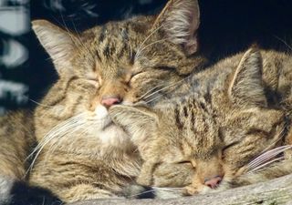 Rewriting the feline history books: wildcats only began interbreeding with domestic cats 50 years ago