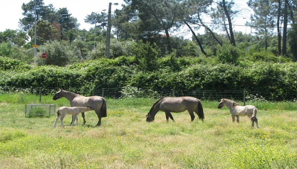 Caminhar por Alpiarça é descobrir a singular Reserva Natural do Cavalo do Sorraia. Foto: Associação Portuguesa do Cavalo de Sorraia