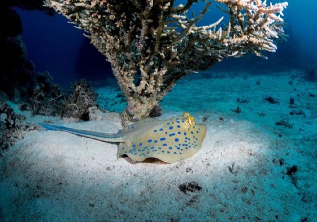 Bluespotted ribbontail ray.