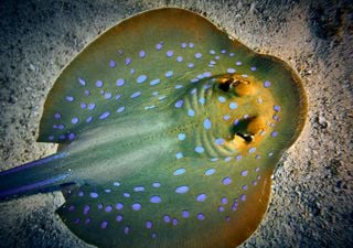 Ribbontail ray's blue spots hold "electrifying" secret for fashion and tech