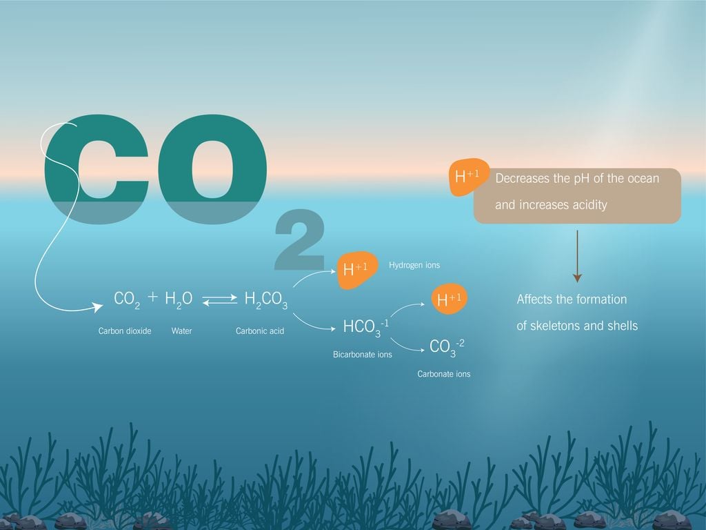 Quando l'anidride carbonica (CO2) presente nell'atmosfera viene assorbita dalle acque marine, innesca una serie di reazioni chimiche a catena. Deriva un'acidificazione delle acque che compromette la formazione di scheletri e gusci. Nei casi più gravi di acidificazione, l'acqua diventa così corrosiva da arrivare a dissolvere le strutture calcaree già esistenti di questi organismi.