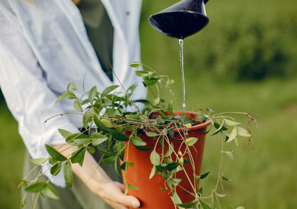Riego plantas verano Mucha cantidad de agua no significa que el riego sea eficiente, más bien todo lo contrario.