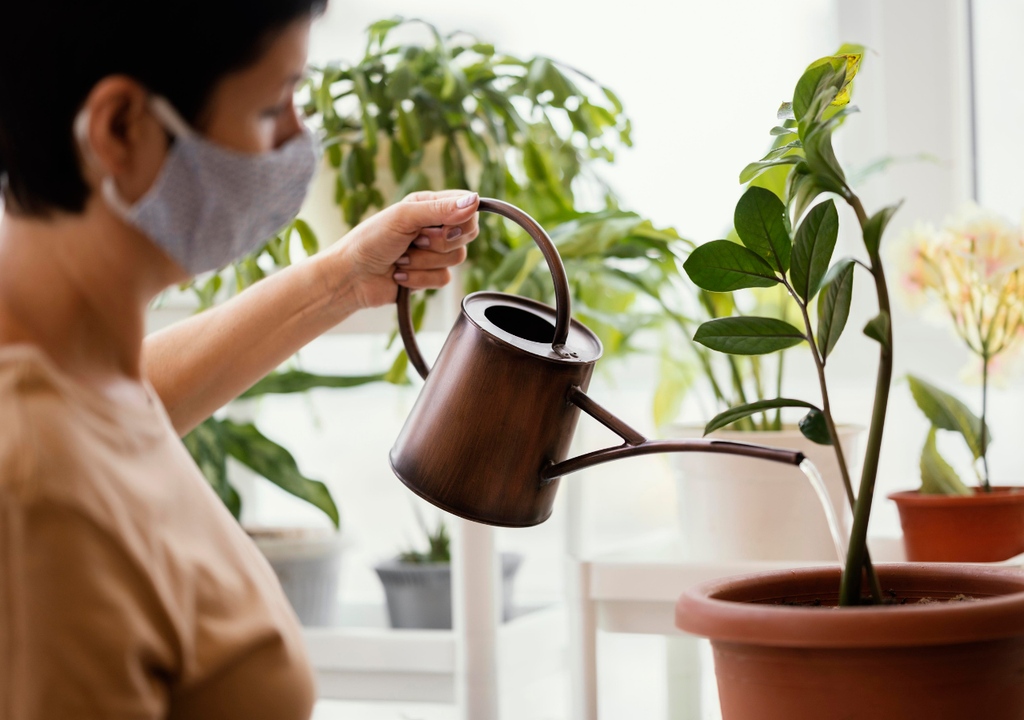 Riego de plantas en verano Es clave no dejar las plantas en sitios donde la exposición al sol fuerte es prolongada.