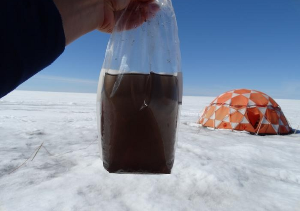 One of the samples in which Laura Perini found giant viruses.  At first glance it looks like dirty water, but the bag is teeming with microorganisms, including ice algae, which turns the ice dark.