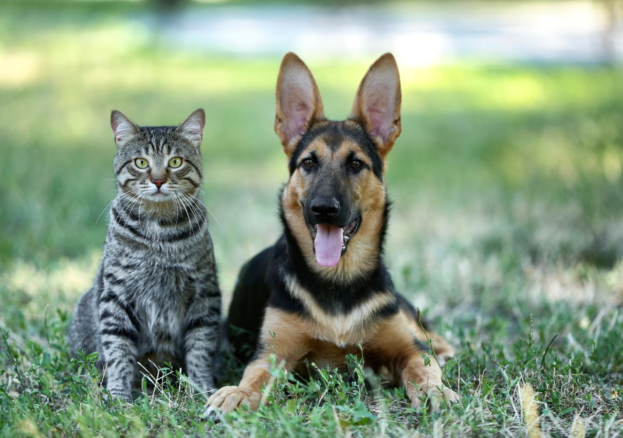 Los perros y los gatos tienen más dificultades para regular su temperatura corporal que los humanos.
