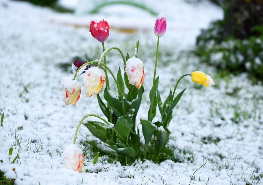 Colpo di coda dell'inverno. Questi colpi di coda dell'inverno sono quindi frutto di dinamiche troposferiche a largo spettro che continueranno ad influenzare la circolazione atmosferica anche sull'Europa.