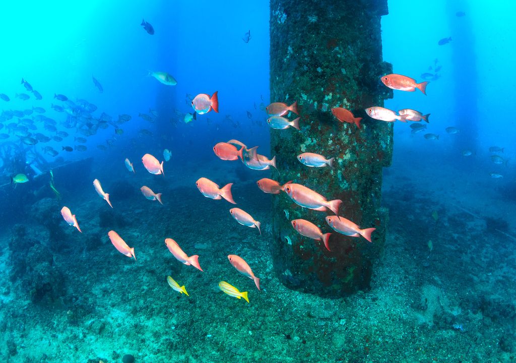 Corals and fish commonly occupy the long legs off offshore rigs.