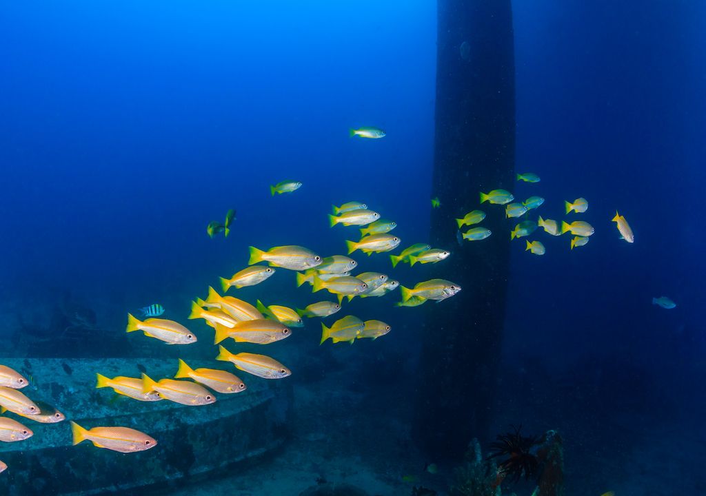 Rigs-to-Reefs method transforms offshore rigs to artificial reefs for ...