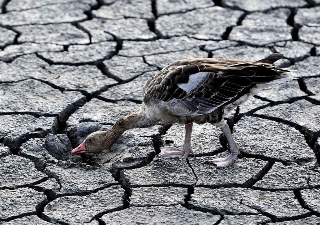 Seca nos rios da Europa afetam a vida animal Seca nos rios da Europa afetam a vida animal