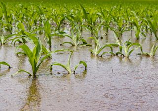 Risks and impacts of the heavy rainstorm that will reach Portugal