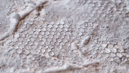 Risolto l'enigma geologico che incuriosiva anche Leonardo: dopo 500 milioni di anni il Paleodictyon svela i suoi segreti