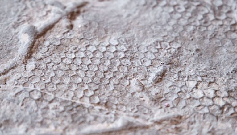 Risolto l'enigma geologico che incuriosiva anche Leonardo: dopo 500 milioni di anni il Paleodictyon svela i suoi segreti