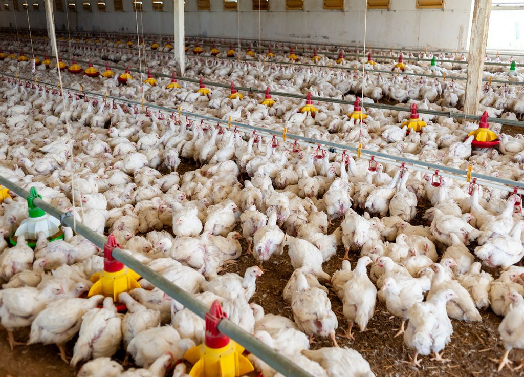 Volailles confinées élevage grippe aviaire