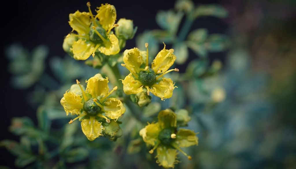plantas Además de sus usos tradicionales, la ruda funciona como un excelente protector natural contra plagas en huertos urbanos.